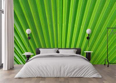 Palm leaf close-up Wall mural