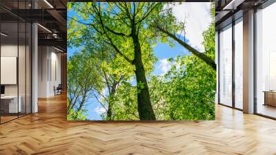 trees in a mixed forest against the sky Wall mural