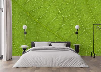 Green leaf texture for pattern and background Wall mural