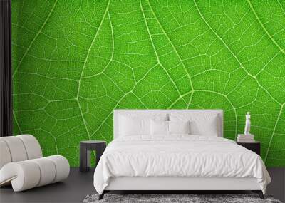 horizontal green leaf texture for pattern and background Wall mural