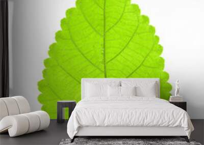 One green leaf isolated on white Wall mural