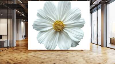 White Cosmos Flower: Close-up of a delicate white cosmos flower with a vibrant yellow center, showcasing its intricate petals and gentle beauty. Perfect for floral arrangements, botanical illustration Wall mural