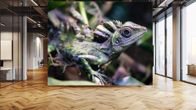 great angle head lizard Gonocephalus grandis reptile macro image Wall mural