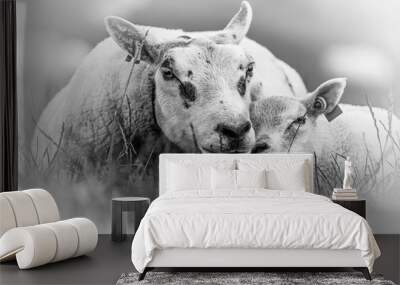 sheep and lamb mother and baby black and white portrait photo Wall mural