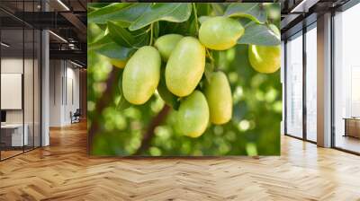 Jujube jojoba plant tree Wall mural