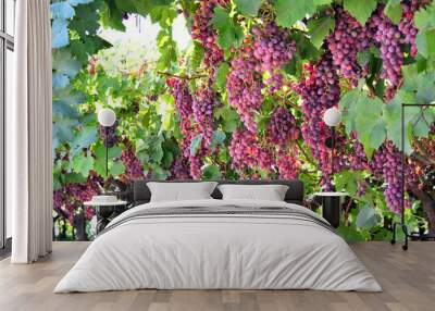 wine grapes. Wall mural