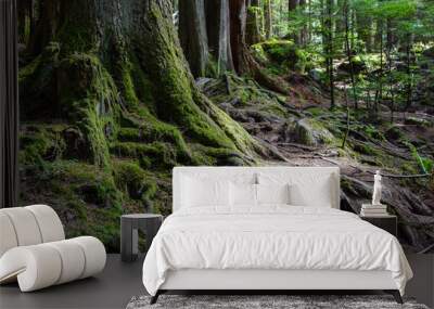 Large exposed moss covered roots and tree trunks in wilderness Wall mural