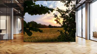 Background ripe golden wheat field with blue sky summer day, wide view. Concept agricultural industry Wall mural