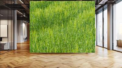 Wheat field in spring season near town Wall mural