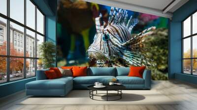 A close-up of the zebra lionfish, which comes from the Mediterranean sea and is dangerous in large aquariums. Wall mural