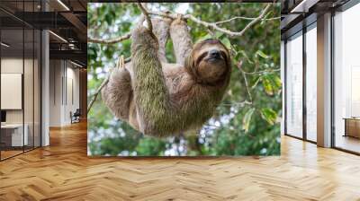 Costa Rica sloth hanging tree three-thoed sloth Wall mural