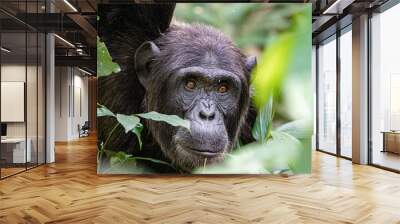 uganda wildlife kibale chimp chimpanzee portrait close up Wall mural