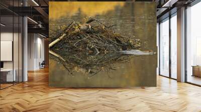 American Beaver (Castor canadensis) pair working on lodge in the fall, Grand Teton NP, Wyoming, USA Wall mural