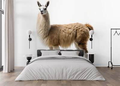 Llama isolated on a pure white background
 Wall mural