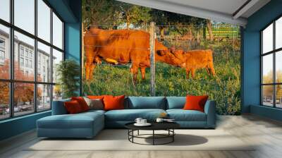 Vaca y ternero Wall mural