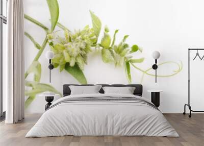 flower mouse peas on a white background Wall mural