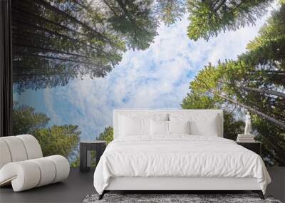 trees from the bottom up. Autumn forest Wall mural