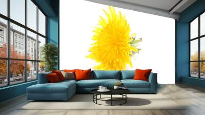 yellow dandelion on a white background Wall mural