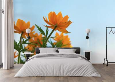 orange wild trollius flowers in light blue sky Wall mural