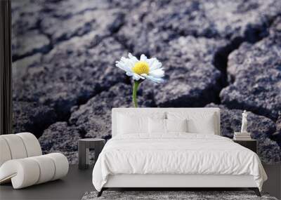 tiny white flower broke through dry cracked earth Wall mural