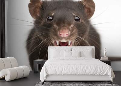 Close-up of a black rat with open mouth showing teeth, isolated on white background. Sharp whiskers and fur details visible. Studio shot. Wall mural