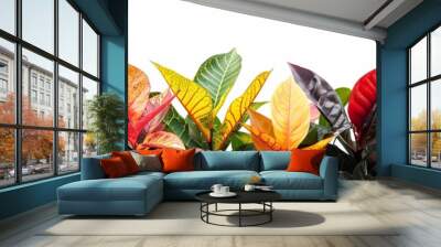 Colorful croton leaves isolated on white background Wall mural