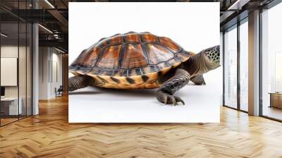 turtle isolated on white Wall mural