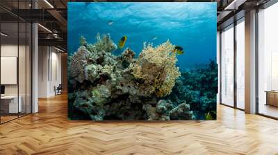 Beautiful underwater scene of fishes swimming Wall mural