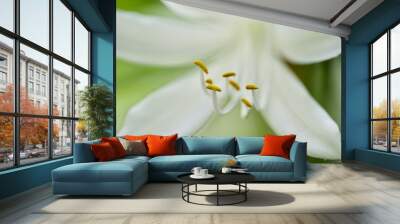 white lily flower Wall mural