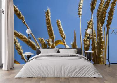 Gold ripe wheat field with blue sky Wall mural