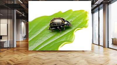 Ladybug on a green leaf transparent background Generative AI Wall mural