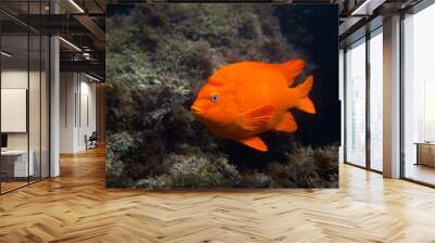 Garibaldi in the Ocean in Southern California Wall mural