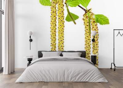 Birch catkins on white background Wall mural