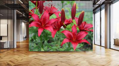 Red lilies outdoors Wall mural