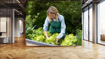 pretty blonde young woman harvesting fresh lettuce from raised bed, vegetable patch in garden and is happy Wall mural