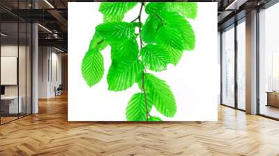 green leaves isolated on white background Wall mural