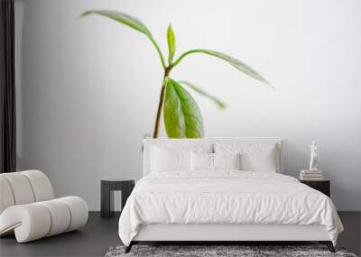 green plant isolated on white background Wall mural