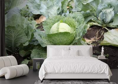 Head of cabbage in the garden. Big green cabbage in the garden. Harvest on conuntryside plant Wall mural