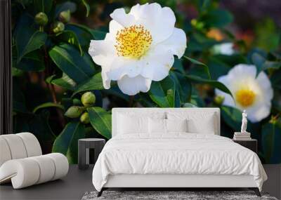 A white camelia japonica flower in bloom Wall mural