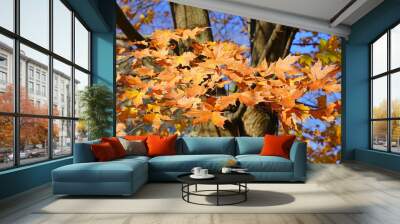 Colorful golden and red foliage of a maple tree in autumn Wall mural