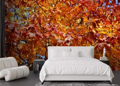 Colorful golden and red foliage of sassafras tree in autumn Wall mural