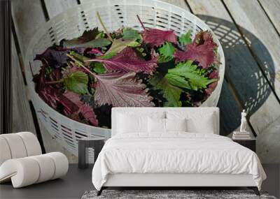 Fresh leaves of Purple shiso perilla herb in a salad spinner Wall mural