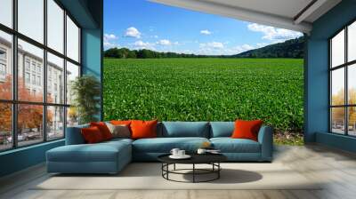 Landscape view of a green soybean field in rural Pennsylvania Wall mural