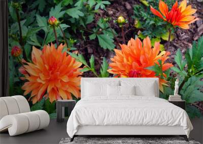 Orange and yellow spider dahlia flower in bloom Wall mural