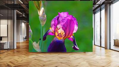 Purple and yellow bearded iris flower in bloom Wall mural