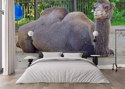 View of a Bactrian camel with two humps Wall mural