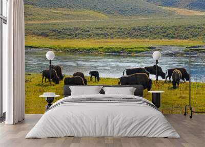 View of a herd of bison in the grass in Yellowstone National Park, Wyoming Wall mural