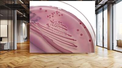 bacterial colonies Wall mural