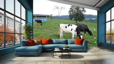 cows in a field Wall mural