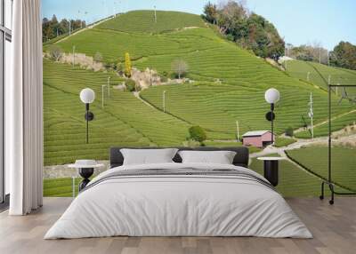 Green Tea leaf at Fields in Japan - 茶畑 茶葉 日本	 Wall mural